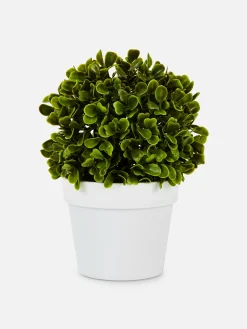 Faux Succulent In Pod|Primark Hot